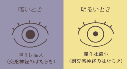 自律神経の状態を示す瞳孔の図